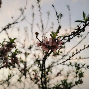 朝鲜女人与禽ZoZ0
